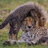 3 Days Masai Mara Safari