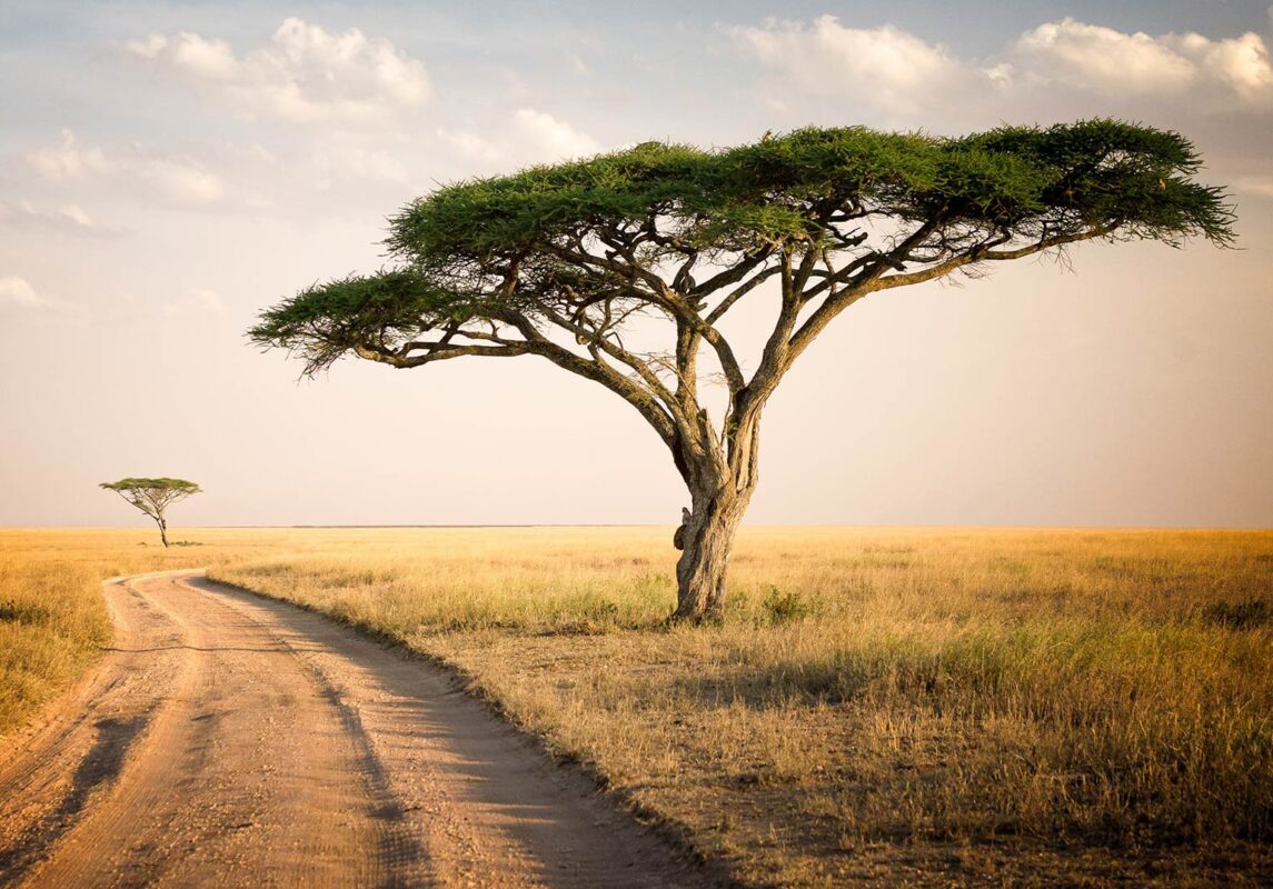Serengeti National Park - safari packages