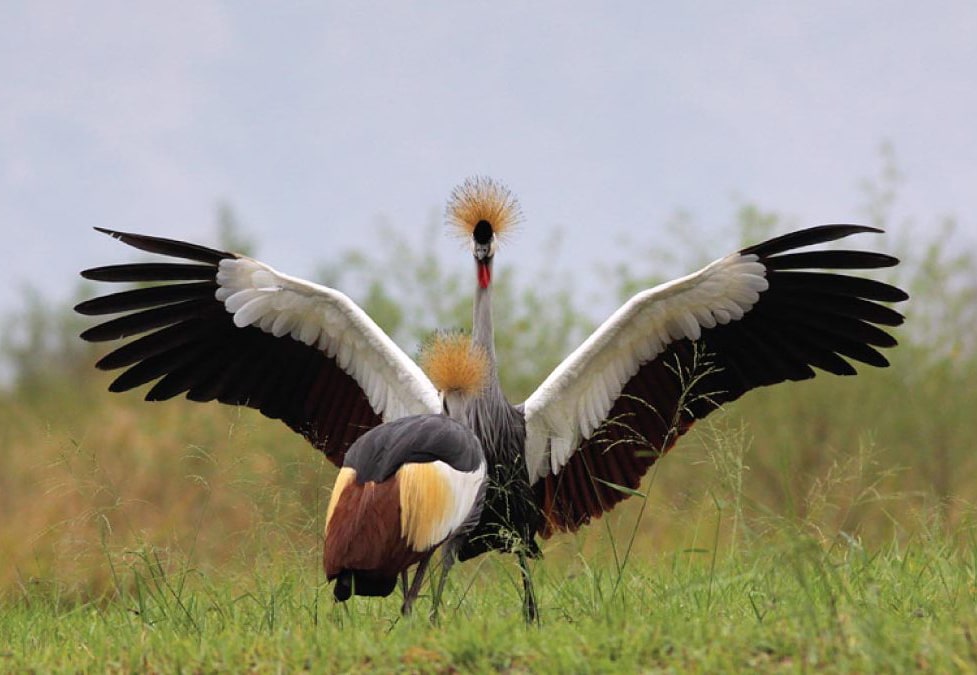 Uganda The Pearl Of Africa - safari packages