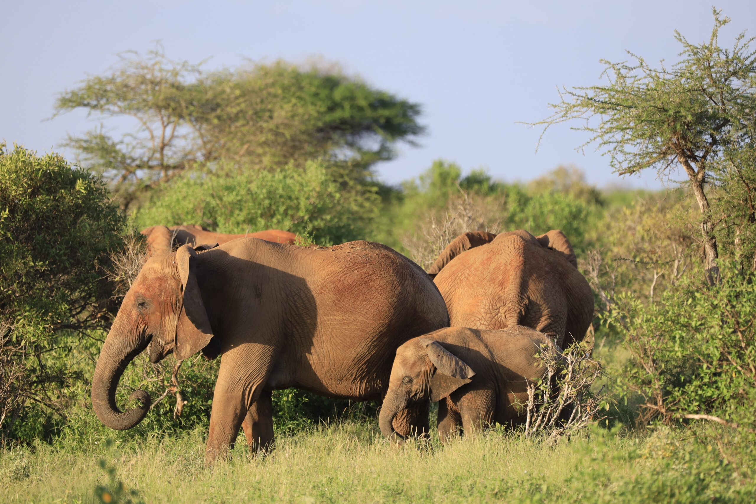 Kenya - plan you safari