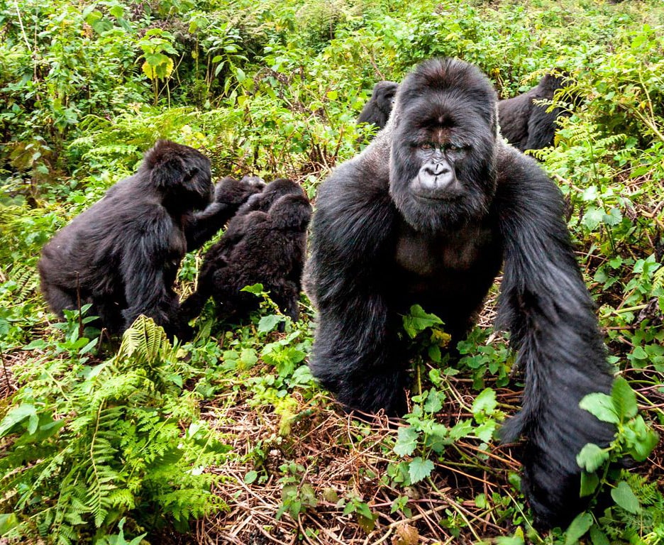 rwanda volcanoes national park mountain gorilla silverback group - safari package